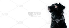 可爱的狗在白色的背景，孤立。班纳，背景是一只狗。可用的文本空间，复制空间