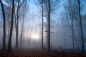 Misty Forest by Csilla Zelko on 500px