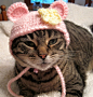 超萌的小猫戴帽子