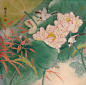荷花工笔画
