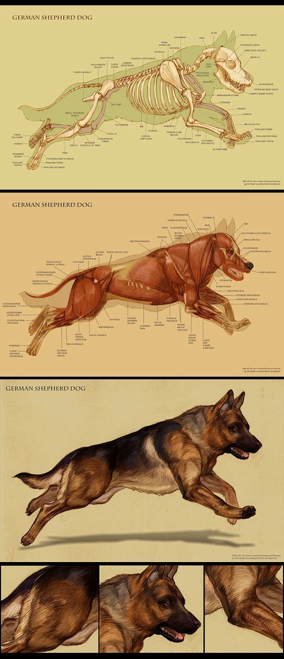 Dog anatomy by IC-IC...