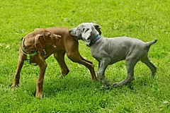 点击来源直接获取大图文件 |Two young funny cute puppies - silver grey Weimaraner dog and red golden Hungarian Short-haired Pointing Dog playing together, running and biting on fresh green grass on a summer day