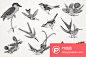 14个手绘鸟类素描图案矢量素材  - PS饭团网psefan.com