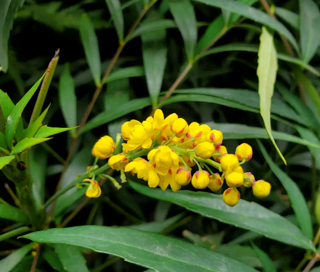 狭叶十大功劳黄天竹土黄柏