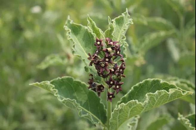 白薇（直立白薇 Cynanchum atratum）