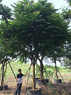 swheat麦子采集到植物
