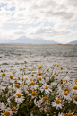 flowers by the sea#春暖花开##小清新#