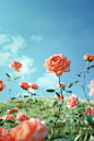 rose wallpapers 12 hd images rose hd picture, in the style of whimsical landscapes, rendered in cinema4d, light orange and sky-blue, canon ts-e 17mm f/4l tilt-shift, vibrant stage backdrops, beatrix potter, pastoral scenes