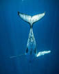 鲸 | Karim Iliya - 生态摄影 - CNU视觉联盟