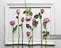 Pink roses laid out in rows contained within a white picture frame on a white background_创意图片