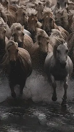 草原风景蒙古马水花四溅激情奔跑手机壁纸背景图图片下载
