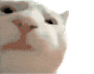 （23.4.29）香蕉猫、HAPPY猫、臭猫系列GIF素材透明背动图，整活拿去！记得三连！ - 哔哩哔哩