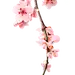 高清PNG桃花