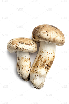 犇芔采集到蘑菇蘑菇