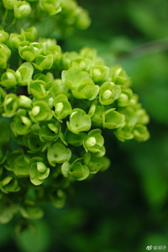 凉衬采集到花及植物蔬菜