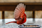 Photograph Ruffled Feathers by Wes Horner on 500px