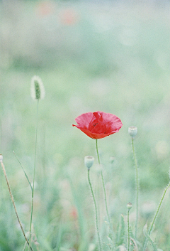 囚他于心采集到那些花儿