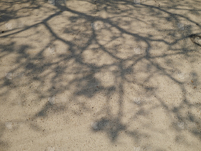 树的影子