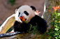 圣地亚哥动物园的大熊猫