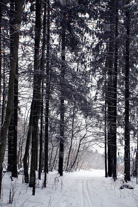 冬天树林里的小径