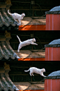 大觉寺秋色中，那些会飞的猫！
#带着微博去旅行##宠物高萌瞬间# ​​​​