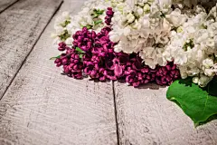 留白,丁香花,背景,木制,风景,顶部,贺卡,情人节,夏天,现代