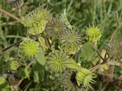 菜园里有趣的杂草