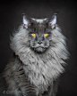 摄影师Robert Sijka ｜威武的缅因猫 - 生态摄影 - CNU视觉联盟
