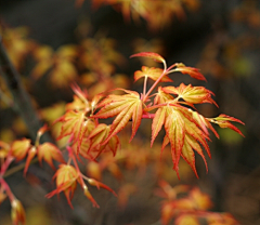 MKOP3采集到日月星辰 花草树木