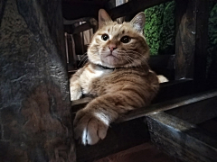 就是没时间采集到我的猫