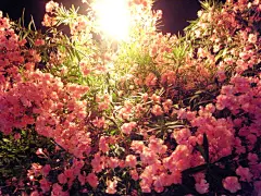 【【365朵生日花，365天生日，和你同一天生日的动漫人物】】 -
