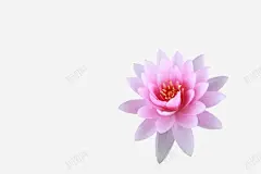手绘粉色荷花海报高清素材 海报 粉色 荷花 平面广告 设计图片 免费下载