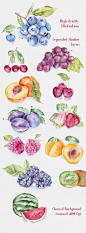 Fruit Watercolor Illustrations - Illustrations - 2: 