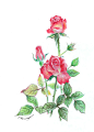 玫瑰——彩铅画
