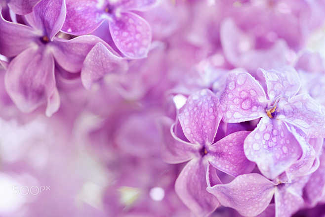 Lilac flowers macro ...