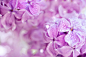 Lilac flowers macro by Roksana Bashyrova on 500px