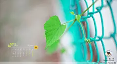 桌面壁纸-厦门大学嘉庚学院——这是一所不一样的大学