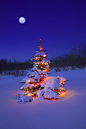 Christmas Tree in Snow clipart, photo, images, and cartoon pictures : Free Christmas tree in snow clipart images, photos, pictures, and cartoons. Christmas tree with white lights.