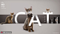 创意字体小猫猫粮猫咪罐头宠物用品海报 海报招贴 其他海报