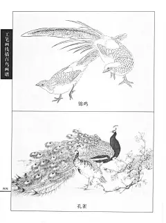 工笔画鸟线描图——锦鸡、孔雀