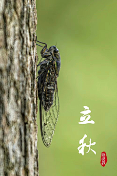 乡村老太采集到节气·立秋