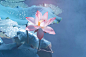 荷花
