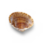 超高清 海星 海螺 贝壳 珊瑚 海马等 航洋生物主题 png元素 shell-88 @飞天胖虎