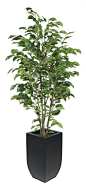 Artificial Green Ficus in Tapered Zinc: 