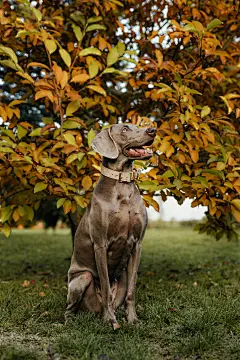 威马犬
