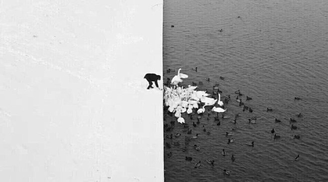 他在雪后的湖边喂食，他完全不知道他在一张...