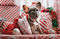 Christmas Puppy photo by Jakob Owens (@jakobowens1) on Unsplash : Download this photo by Jakob Owens (@jakobowens1)