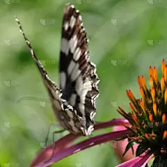 蝴蝶转身离去