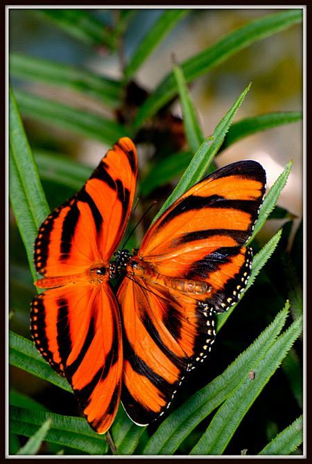 Bright Orange Butter...