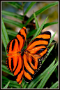 Bright Orange Butterflies | Flutterbys